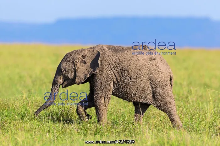 : Young African elephant (Loxodonta africana), elephant : Young African elephant (Loxodonta africana), elephant