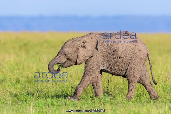 : Young African elephant (Loxodonta africana), elephant : Young African elephant (Loxodonta africana), elephant