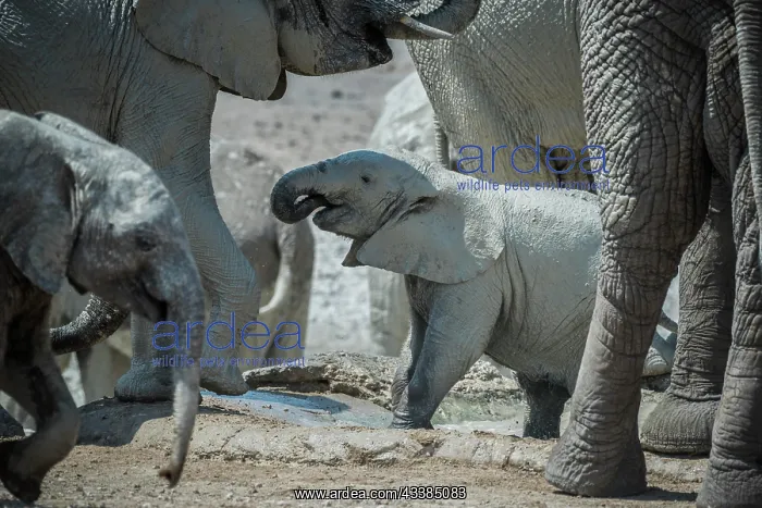 : Young African elephant (Loxodonta africana) with : Young African elephant (Loxodonta africana) with