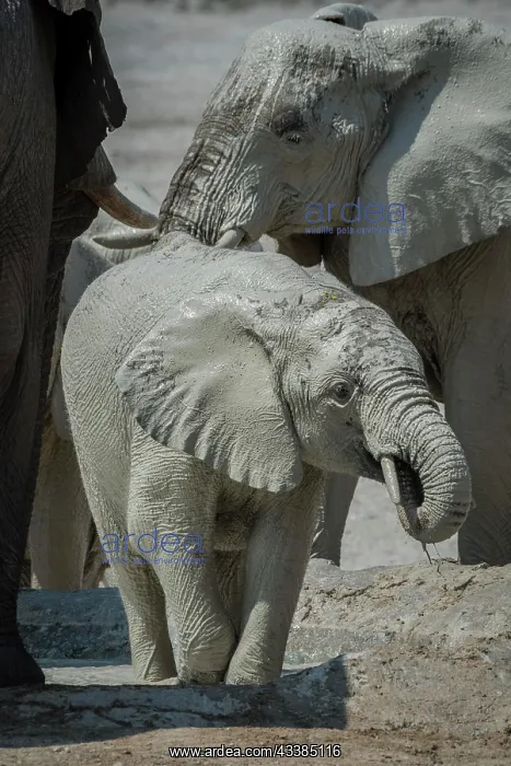 : Young African elephant (Loxodonta africana) in a : Young African elephant (Loxodonta africana) in a