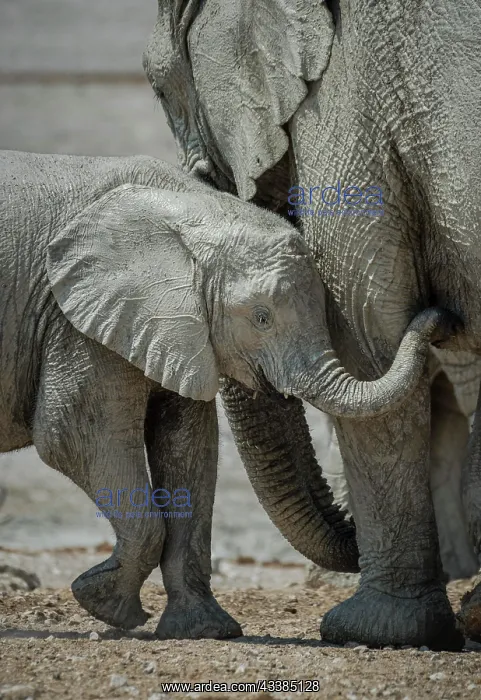 : Young African elephant (Loxodonta africana) with : Young African elephant (Loxodonta africana) with