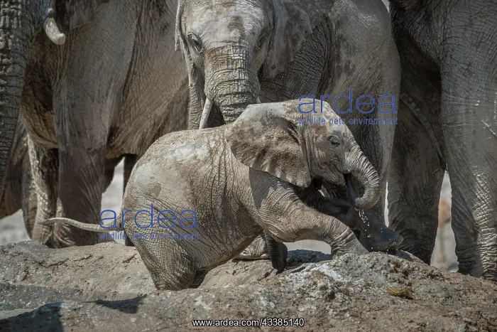 : Young African elephant (Loxodonta africana) with : Young African elephant (Loxodonta africana) with