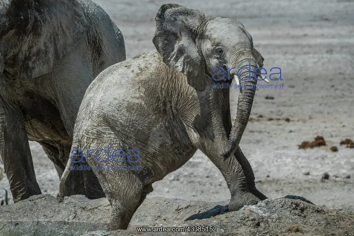 : Young African elephant (Loxodonta africana) with : Young African elephant (Loxodonta africana) with
