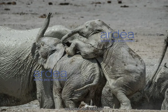 : Young African elephants (Loxodonta africana) playing : Young African elephants (Loxodonta africana) playing