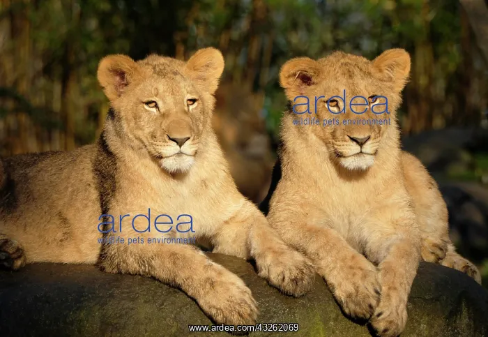 : Young African lion (Panthera leo), captive, Germany : Young African lion (Panthera leo), captive, Germany
