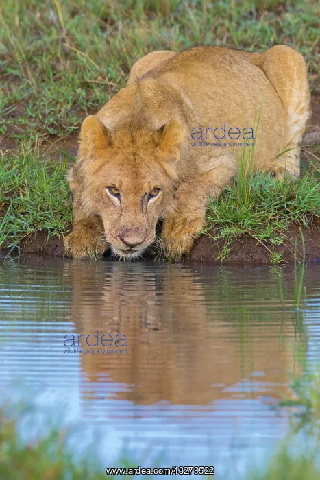 : Young African Lion (Panthera leo) drinking water : Young African Lion (Panthera leo) drinking water