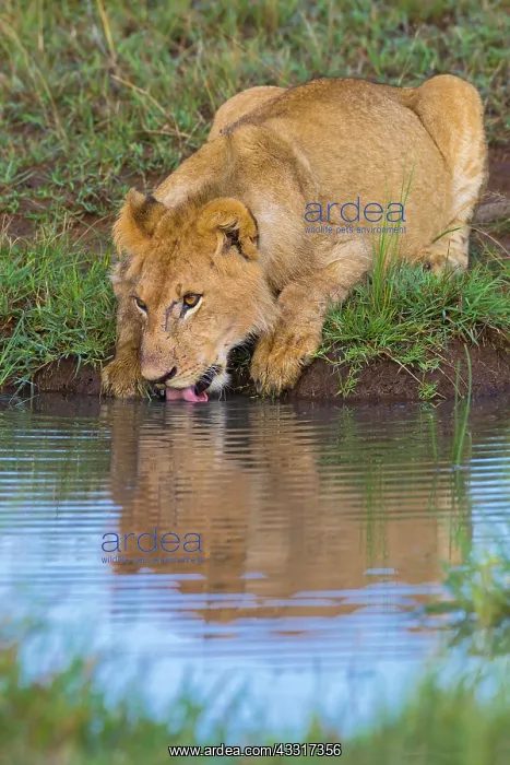 : Young African Lion (Panthera leo) drinking water : Young African Lion (Panthera leo) drinking water