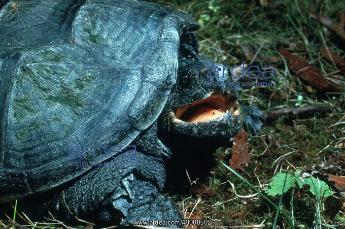 : Young, Aggressive Snapping Turtle : Young, Aggressive Snapping Turtle