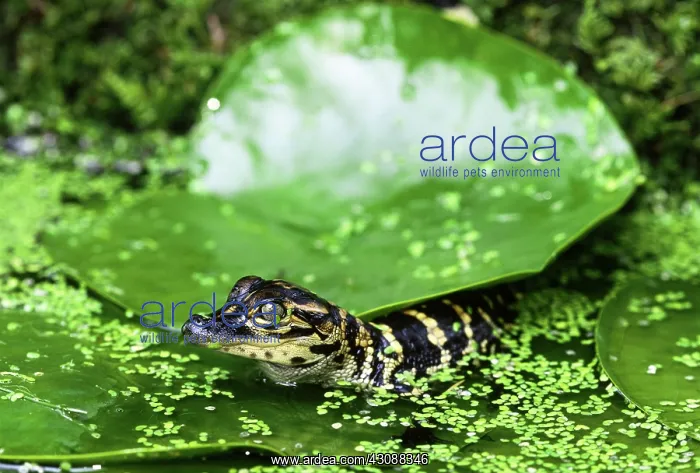 : Young Alligator : Young Alligator