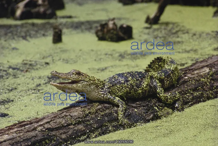 : Young Alligator : Young Alligator