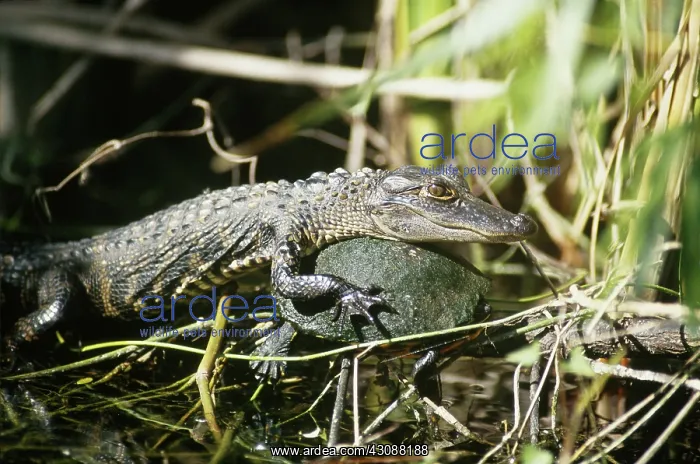 : Young alligator and red-bellied turtle : Young alligator and red-bellied turtle