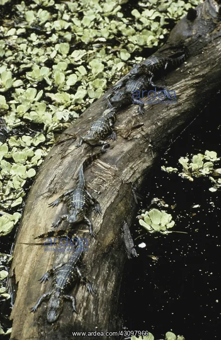 : Young Alligators : Young Alligators