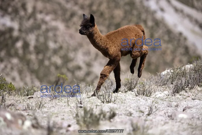 : Young Alpaca galloping Chivay region Caylloma Peru : Young Alpaca galloping Chivay region Caylloma Peru