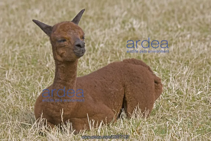 : Young Alpaca lying down in a meadow Cotswolds UK : Young Alpaca lying down in a meadow Cotswolds UK