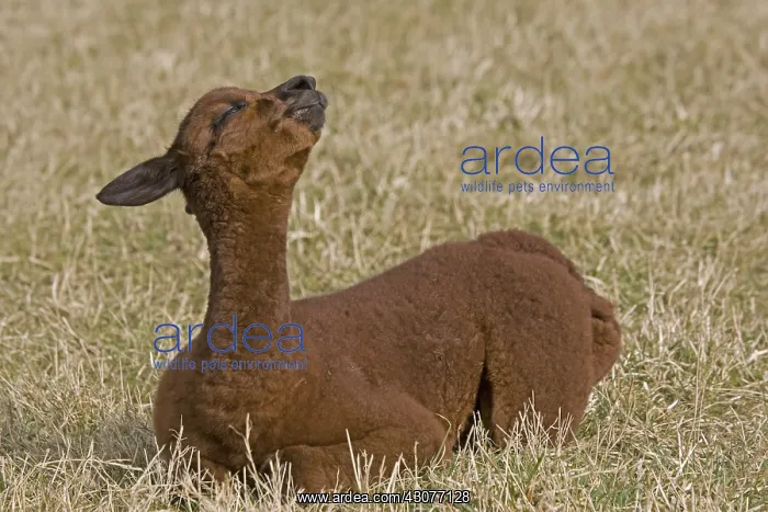 : Young Alpaca lying down in a meadow Cotswolds UK : Young Alpaca lying down in a meadow Cotswolds UK