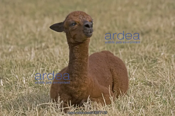 : Young Alpaca lying down in a meadow Cotswolds UK : Young Alpaca lying down in a meadow Cotswolds UK