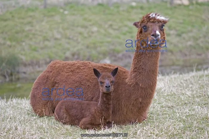 : Young Alpaca lying down near its mother Cotswolds UK : Young Alpaca lying down near its mother Cotswolds UK