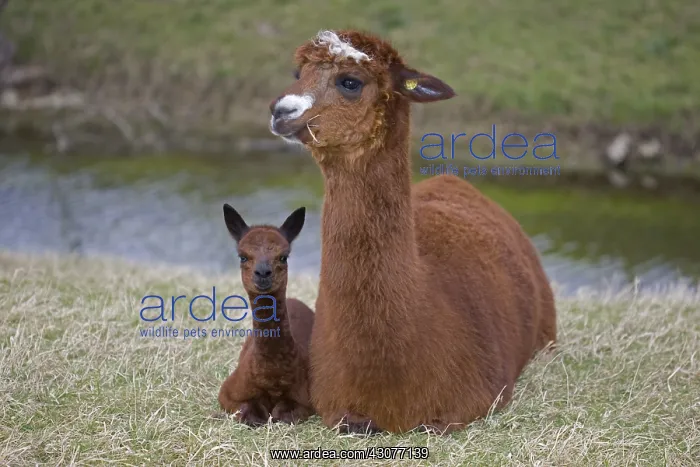 : Young Alpaca lying down near its mother Cotswolds UK : Young Alpaca lying down near its mother Cotswolds UK