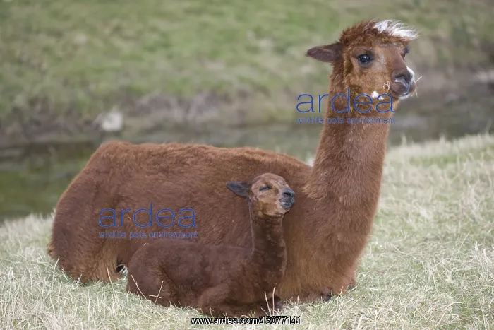 : Young Alpaca lying down near its mother Cotswolds UK : Young Alpaca lying down near its mother Cotswolds UK