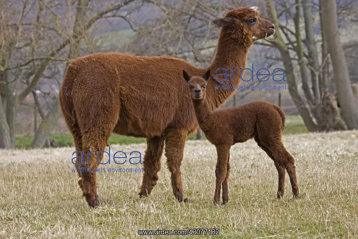 : Young Alpaca and its mother in a meadow Cotswolds UK : Young Alpaca and its mother in a meadow Cotswolds UK