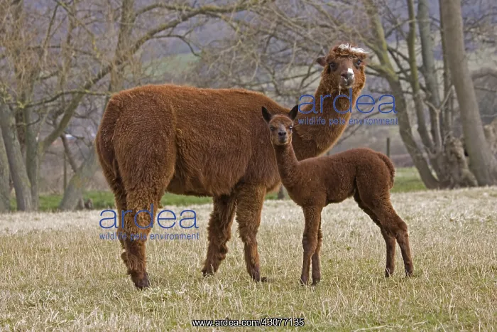 : Young Alpaca and its mother in a meadow Cotswolds UK : Young Alpaca and its mother in a meadow Cotswolds UK