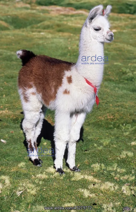 : Young alpaca standing on a meadow, Bolivia, South : Young alpaca standing on a meadow, Bolivia, South