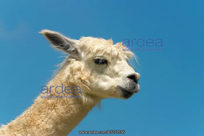 : Young alpaca (Vicugna pacos) : Young alpaca (Vicugna pacos)