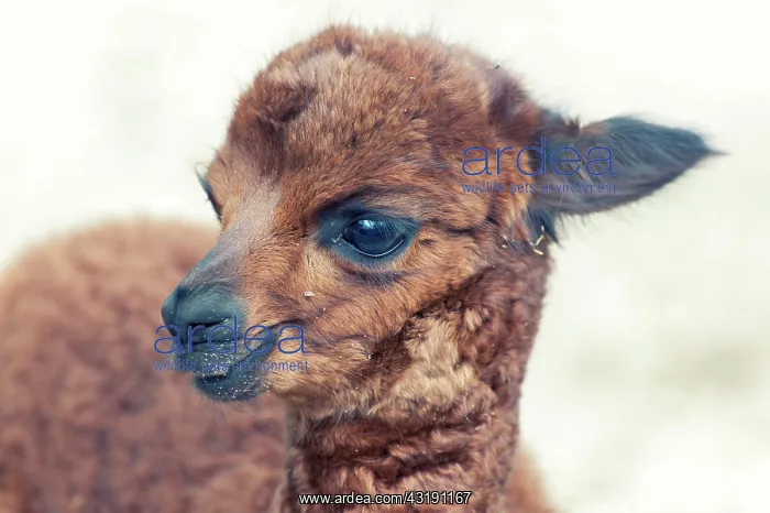 : Young alpaca (Vicugna pacos), Bad Doberan, Mecklenburg-Weste : Young alpaca (Vicugna pacos), Bad Doberan, Mecklenburg-Weste