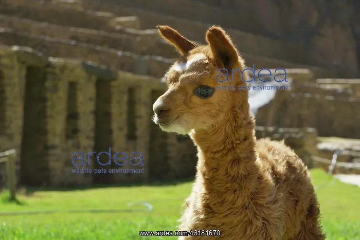 : Young alpaca (Vicugna pacos) in front of the Inca : Young alpaca (Vicugna pacos) in front of the Inca