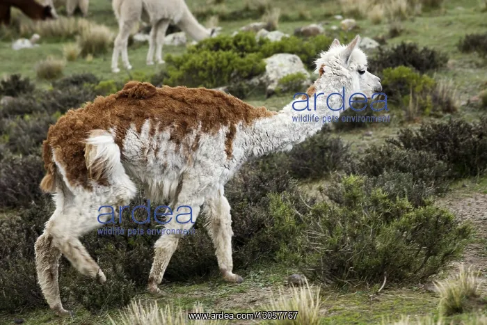 : Young Alpaca watching in the vegetation Chivay region Peru : Young Alpaca watching in the vegetation Chivay region Peru