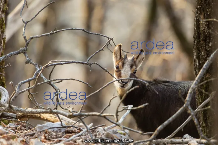 : Young Alpine Chamois in winter, Jura Swiss : Young Alpine Chamois in winter, Jura Swiss