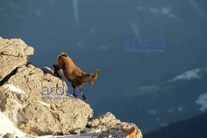: Young Alpine Ibex (Capra ibex) male going down : Young Alpine Ibex (Capra ibex) male going down