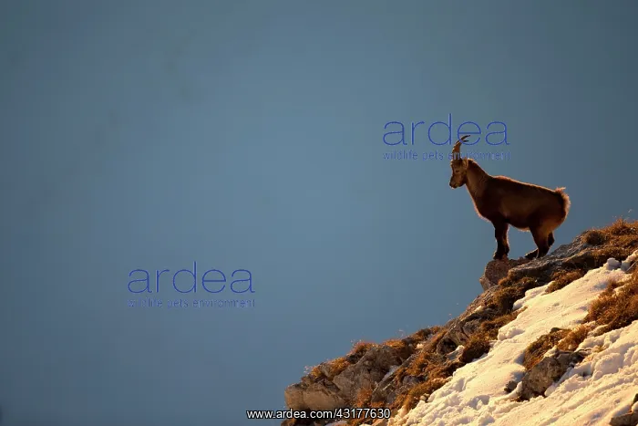  : Young Alpine ibex (Capra ibex) male, Valais Alps