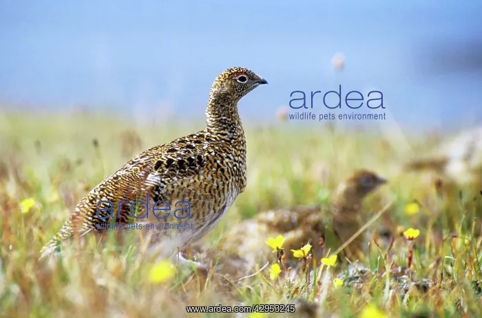 : Young Alpine Ptarmigan on guard while others in a flock feed : Young Alpine Ptarmigan on guard while others in a flock feed