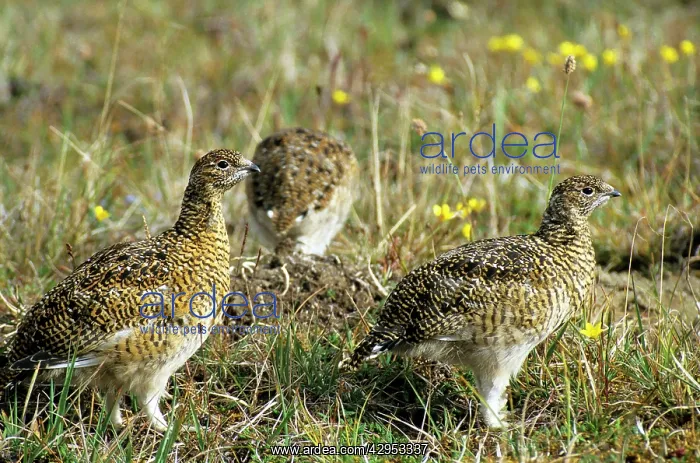: Young Alpine Ptarmigans on guard while others in : Young Alpine Ptarmigans on guard while others in