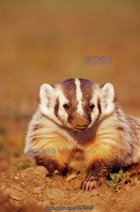 : Young American BADGER - close-up : Young American BADGER - close-up