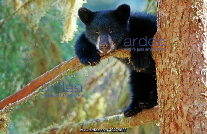 : Young American Black Bear (Ursus americanus), cub : Young American Black Bear (Ursus americanus), cub