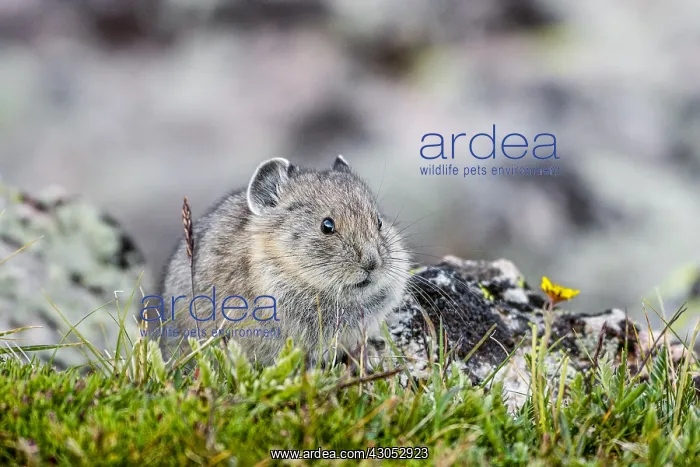 : Young American pika (Ochotona princeps). Beartooth : Young American pika (Ochotona princeps). Beartooth