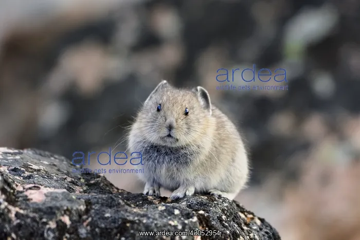 : Young American pika (Ochotona princeps). Beartooth : Young American pika (Ochotona princeps). Beartooth