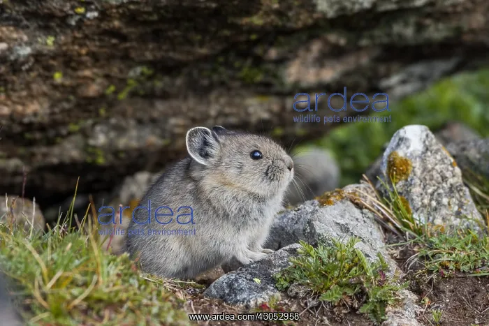 : Young American pika (Ochotona princeps). Beartooth : Young American pika (Ochotona princeps). Beartooth