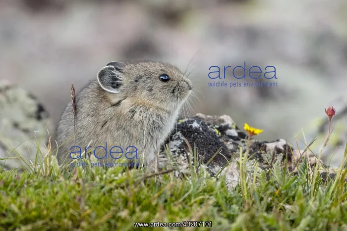 : Young American pika (Ochotona princeps). Beartooth : Young American pika (Ochotona princeps). Beartooth