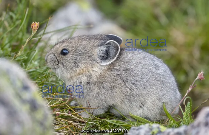 : Young American pika (Ochotona princeps). Beartooth : Young American pika (Ochotona princeps). Beartooth