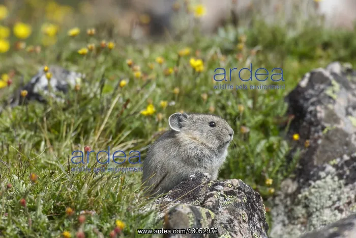 : Young American pika (Ochotona princeps) by cinquefoil : Young American pika (Ochotona princeps) by cinquefoil