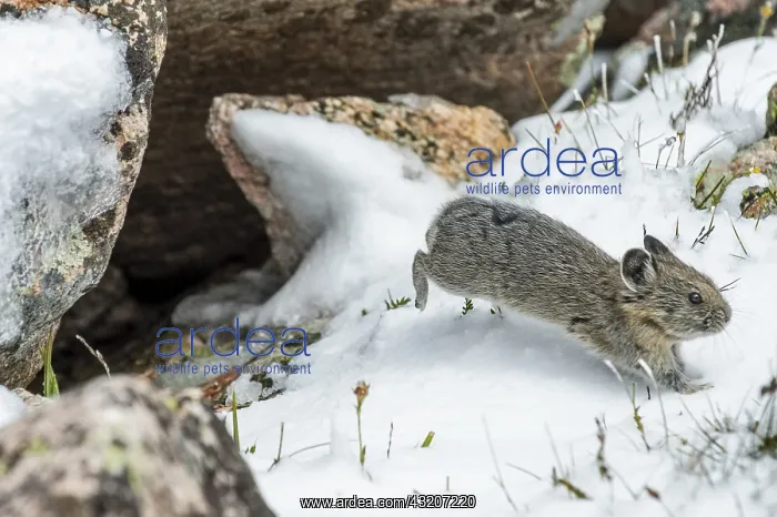 : Young American pika (Ochotona princeps) darts from : Young American pika (Ochotona princeps) darts from