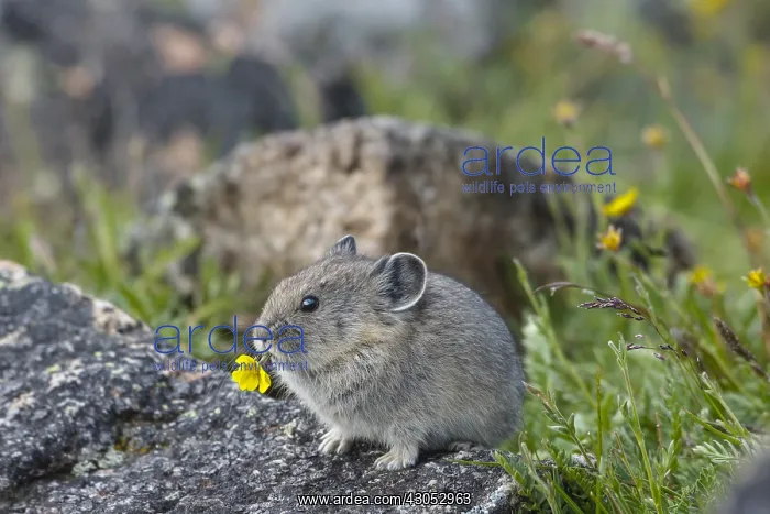 : Young American pika (Ochotona princeps) eating a : Young American pika (Ochotona princeps) eating a