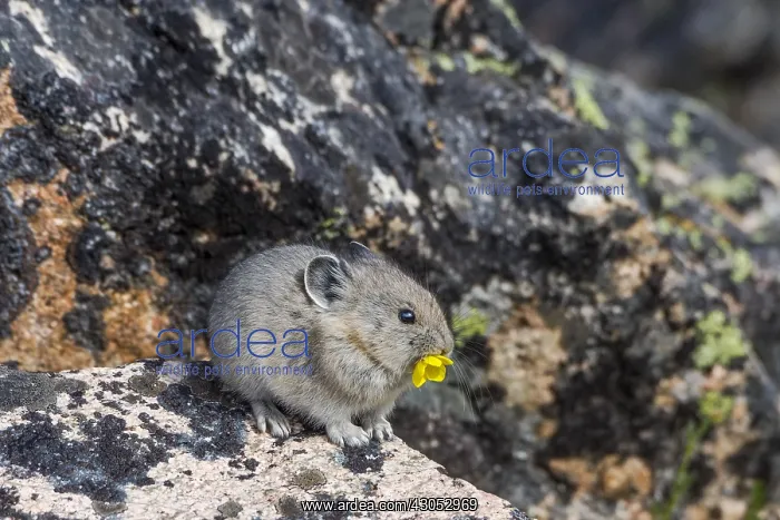 : Young American pika (Ochotona princeps) eating a : Young American pika (Ochotona princeps) eating a