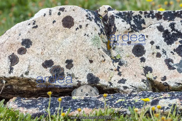 : Young American pika (Ochotona princeps) peeking : Young American pika (Ochotona princeps) peeking