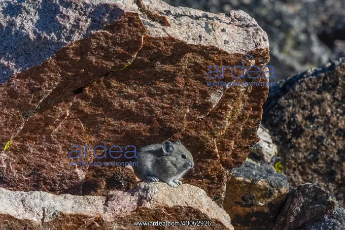 : Young American pika (Ochotona princeps) resting : Young American pika (Ochotona princeps) resting