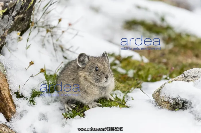 : Young American pika (Ochotona princeps) after summer : Young American pika (Ochotona princeps) after summer