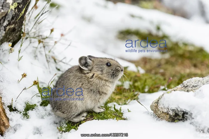 : Young American pika (Ochotona princeps) after summer : Young American pika (Ochotona princeps) after summer